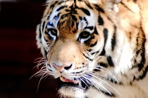 tiger-tierreich