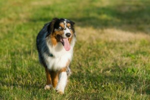 Das richtige Hundefutter ist wichtig für einen gesunden Hund