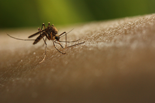 Was tun bei einem Insektenstich - Behandlung und richtiges Verhalten
