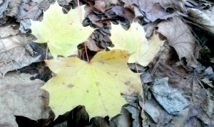 Wie kann man die Blätter im Herbstlaub bestimmen?