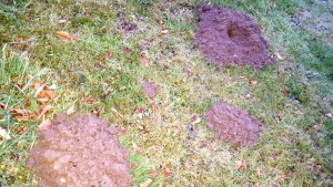Welche Methoden gibt es um gegen einen Maulwurf im Garten vorzugehen?