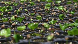 Vertikale Landwirtschaft ist die zukünftige Landwirtschaft