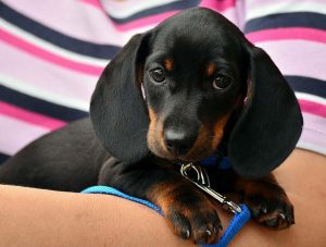 Der richtige Hundekorb für den Hund